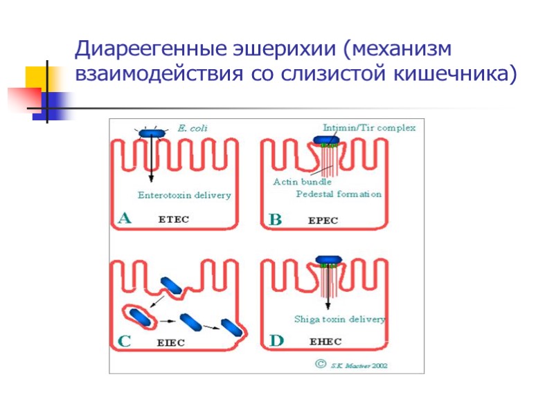 Диареегенные эшерихии (механизм взаимодействия со слизистой кишечника)